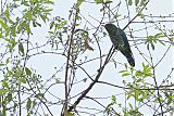 Asian Emerald Cuckoo